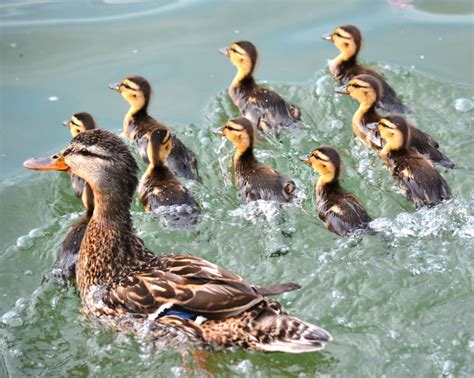 Baby Mallard Ducks - Blogs - MPNnow