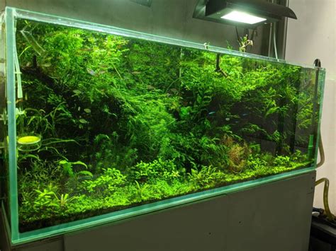 How To Set Up A CO2 System For Planted Aquariums The Easy Way – Aquarium Co-Op | atelier-yuwa ...