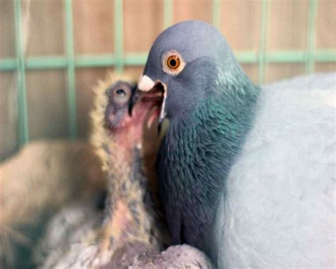 What Do Baby Pigeons Look Like? Where Are They? [15 Pictures]