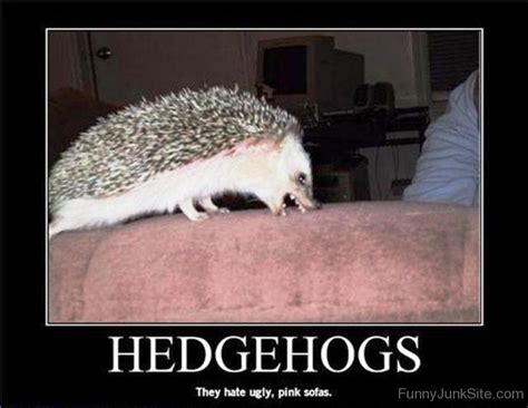 Funny Hedgehog Pictures » Hedgehogs They Hate Ugly