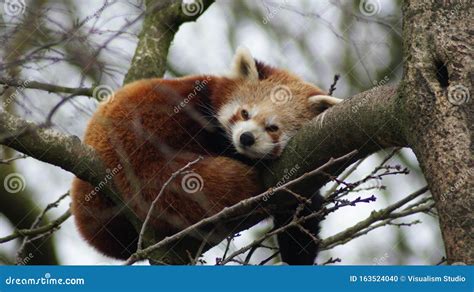 A Red Panda is Sleeping on a Tree Trunk Stock Photo - Image of leaf ...