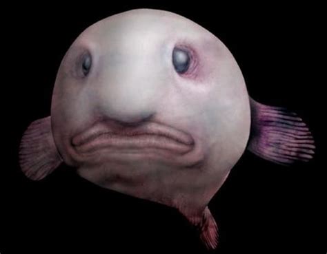 Blobfish: Facts, Pictures & Information - HubPages