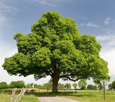 American Chestnut - Plant It Wild! | Native Michigan Plants