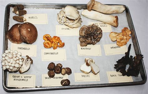 Know Your Mushroom Varieties And How To Cook With Them Best – Food Republic