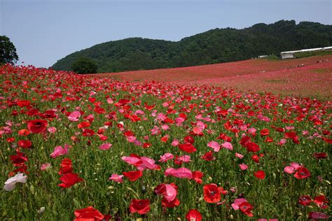 Poppies in the Sky of Japan (Tenku-no-Poppy) | TiptoeingWorld