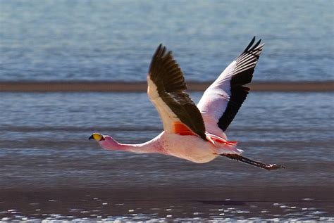 File:Flying Free flamingo in the Laguna Hedionda.jpg - Wikimedia Commons