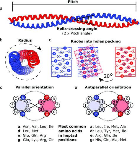 Schematic representation of the coiled coil structure and interaction... | Download Scientific ...