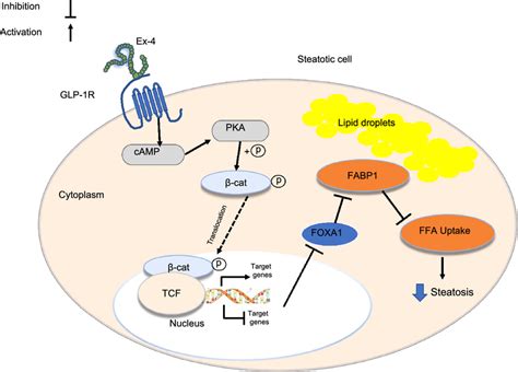 Proposed simplified signaling mechanism for Exendin-4-induced steatosis ...