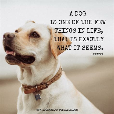 10 Greatest Dog Quotes That Prove A Dog Is The Best Gift - Dogs Are Love On 4 Legs