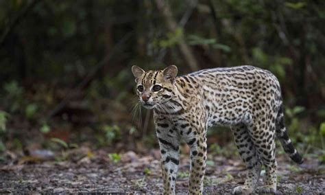 Ocelotes | Defenders of Wildlife