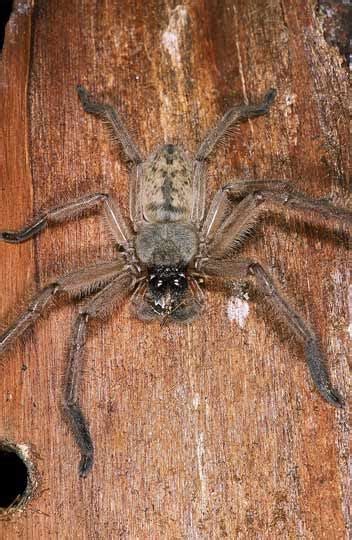 Avondale spider – Spiders and other arachnids – Te Ara Encyclopedia of New Zealand