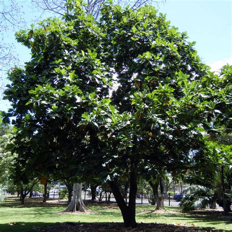 Polynesian Produce Stand : ~ULU~ BREADFRUIT Artocarpus Ancient HAWAIIAN ...