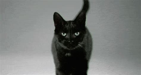 Pin by Люда on анимированные Gif-картинки | Cats, Black cat aesthetic, Black cat superstition