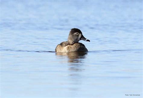 Ring-necked Duck | Ducks Unlimited