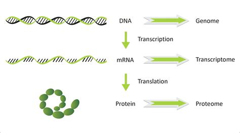 Transcriptomics - SNRPN