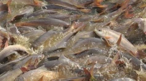 Fish Farming benefited by adopting scientific techniques