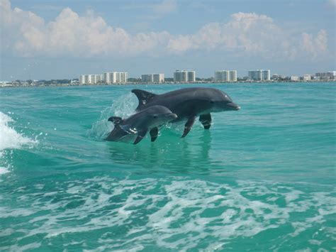 Destin Dolphin Cruise