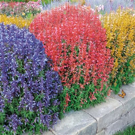 Rainbow Hummingbird Mint Collection | Collections Etc. | Pollinator ...