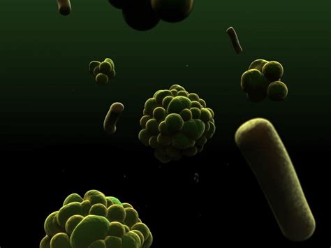 35 Examples of Protozoa - Examples Lab