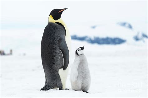 Emperor Penguin And Chick Photograph by Dr P. Marazzi/science Photo ...