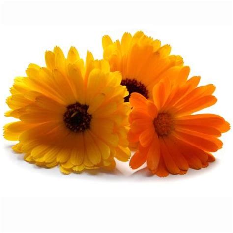 Calendula | Edible flowers, Flowers, Calendula flower