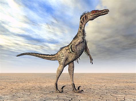 Velociraptor Stock Photos, Pictures & Royalty-Free Images - iStock