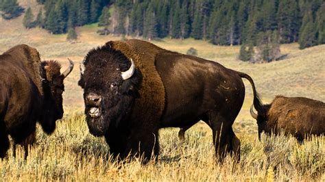 Buffalo Wallpapers - Wallpaper Cave