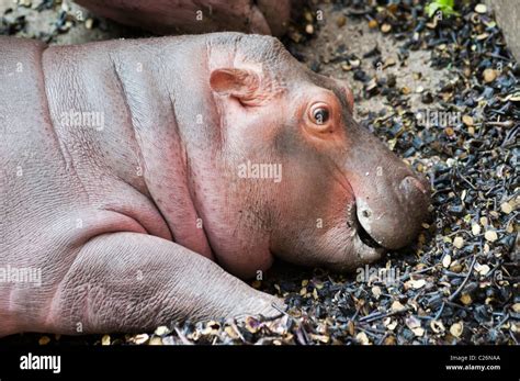 baby hippopotamus (hippopotamus amphibius Stock Photo - Alamy