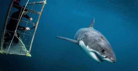 Shark Cage Diving