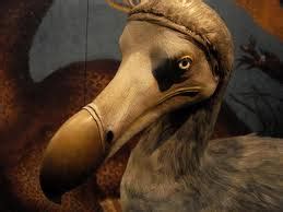 Dodo Bird Facts For Kids - Dodo Bird Extinction