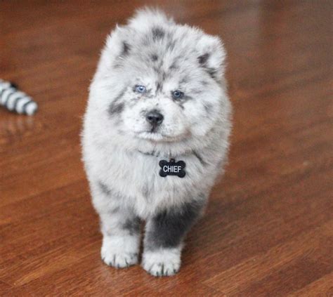 Dogsandkittens: Chow Puppy Looks Like A Bowl Of Cookies & Cream