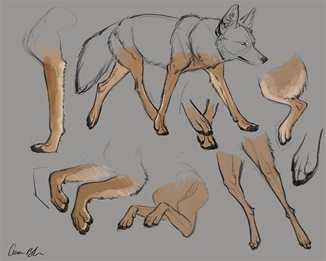 🔥 On Sale! How to Draw Wolves, Coyotes & Foxes | Wolf drawing, Coyote drawing, Canine drawing