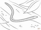 Worm coloring page  Free Printable Coloring Pages sketch template