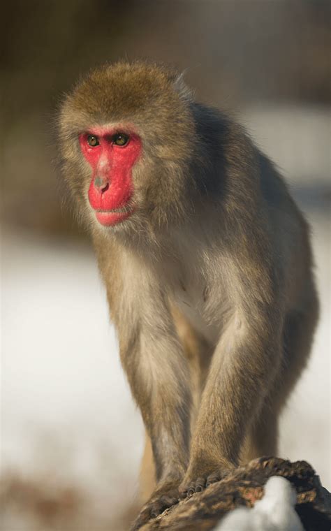 Japanese Macaque