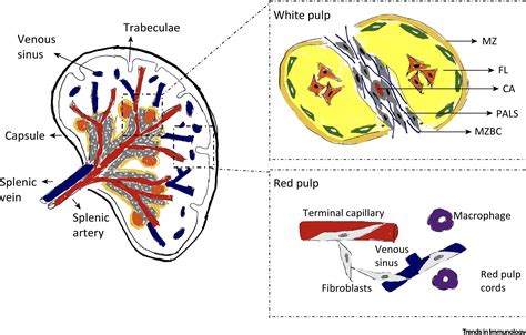 Origin and Immunological Functions of Spleen Stromal Cells: Trends in Immunology