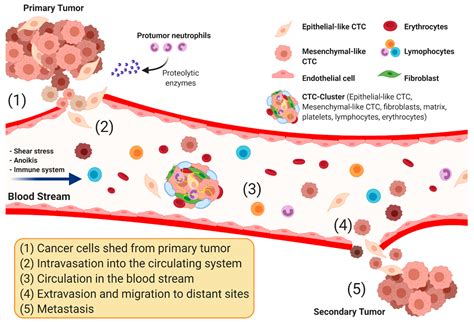 Circulating Tumor Cell Detection Technologies and Clinical Utility: Challenges and Opportunities