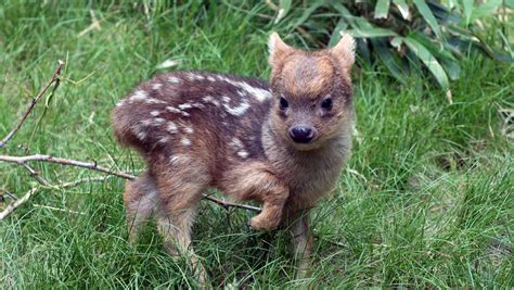 Need cute? World's smallest deer species born at NY zoo