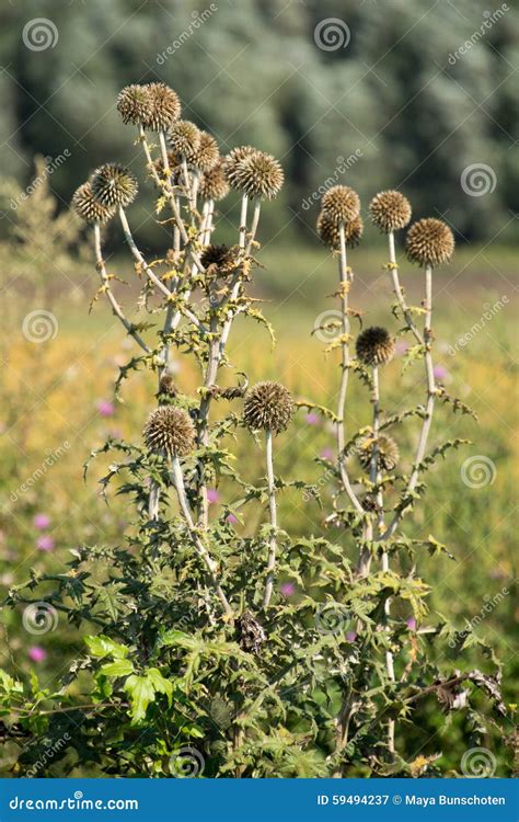 Withered flowers stock image. Image of crop, group, landscape - 59494237