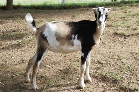 American Lamancha goat - Alchetron, The Free Social Encyclopedia