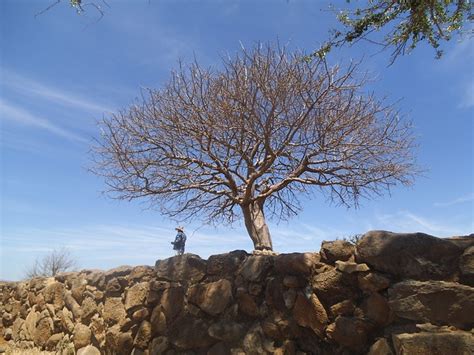 Free Photos: Tree nature trees leaves summer season sunlit | mercedes2009