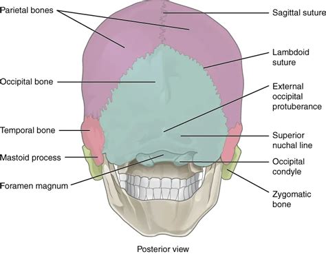 7.2 The Skull - Anatomy and Physiology 2e | OpenStax