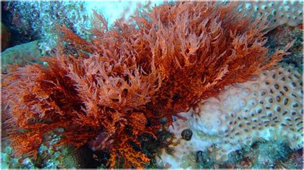 Red Algae - General Characteristics and Uses of Red Algae