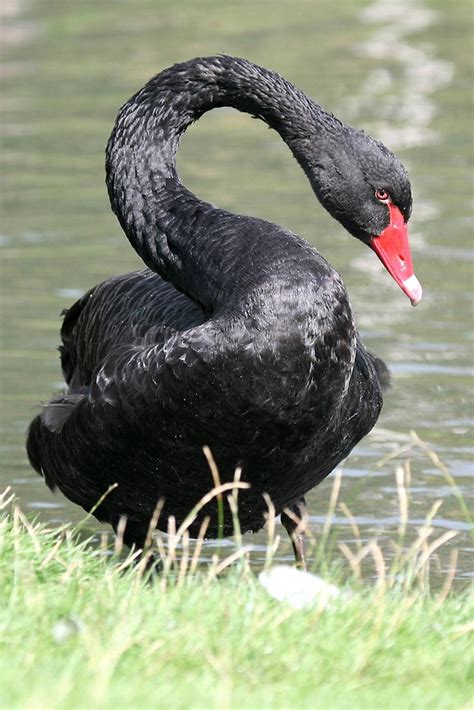 Black - Swan Specialist Group