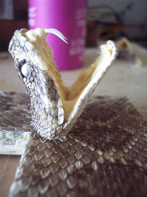 Western Diamondback rattlesnake skin and heads | shadetree_1 | Foundmyself