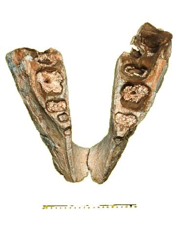 Fossils - Barakah site B5 - elephant mandible