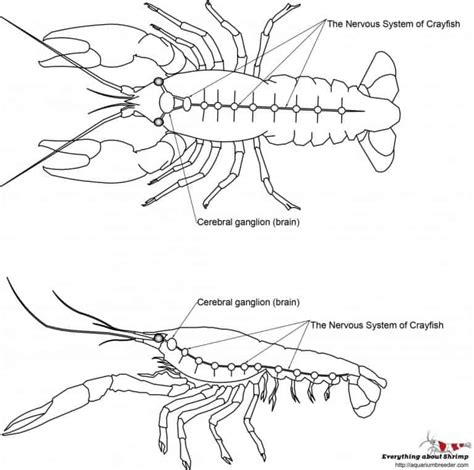 Crayfish Internal Anatomy - Shrimp and Snail Breeder