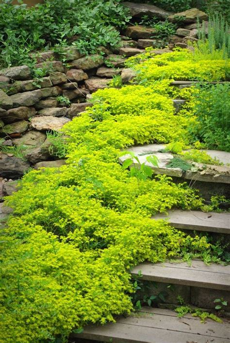 304 best Rock Gardens & Ground Covers images on Pinterest | Landscaping ideas, Flowers and ...