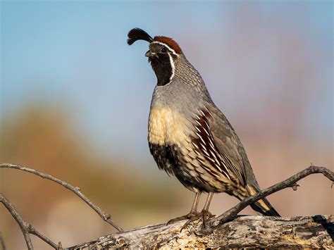 Gambel's Quail - eBird