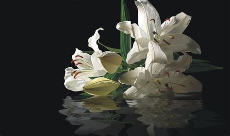 🔥 [40+] White Lilies Wallpapers | WallpaperSafari