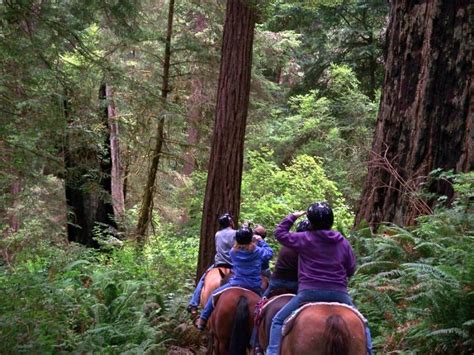 activities & recreation - Redwood National park